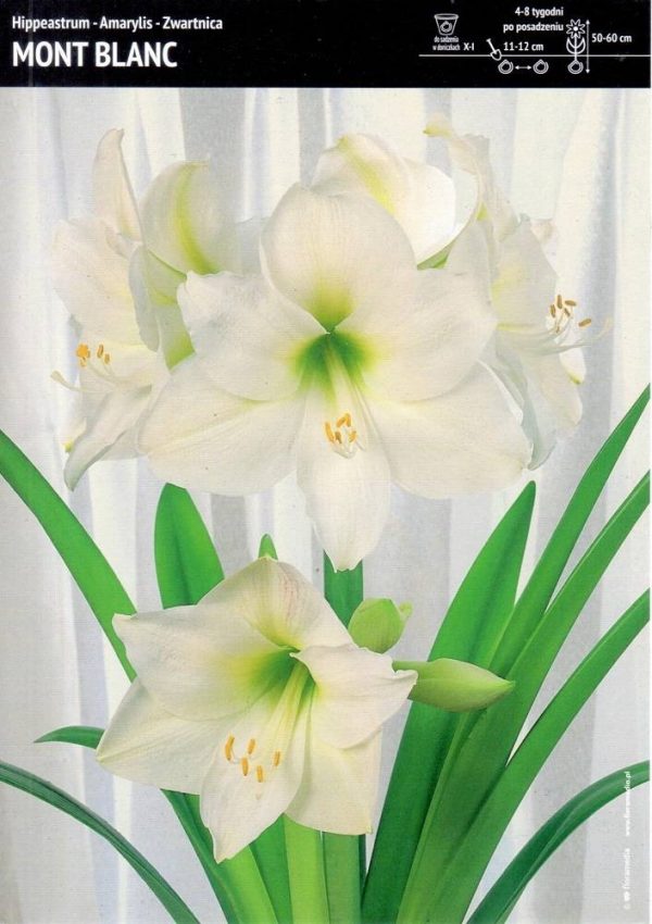 Hippeastrum. Amarylis 'Mount. Blanc' – 1 szt.