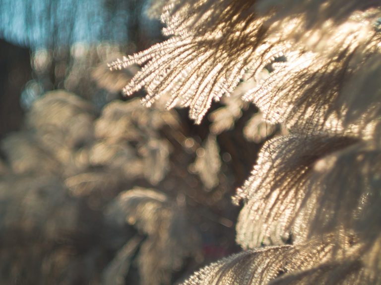 Białe ogrody w Rzeszowie