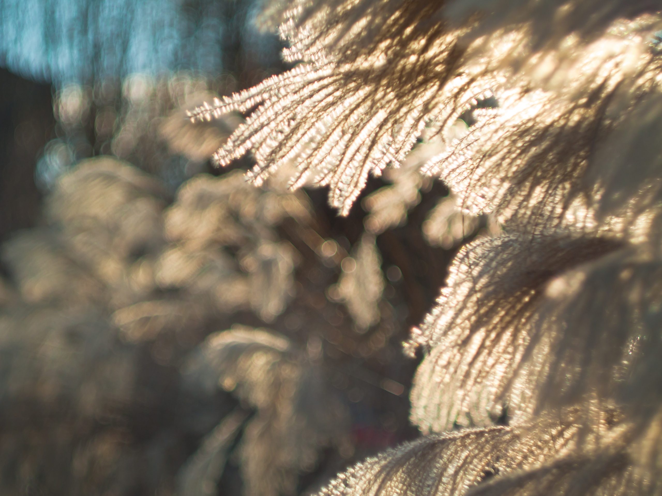 Białe ogrody w Rzeszowie