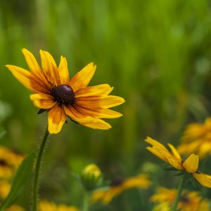 Rudbekia owłosiona na Reymonta w Rzeszowie