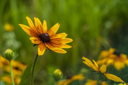 Rudbekia owłosiona na Reymonta w Rzeszowie