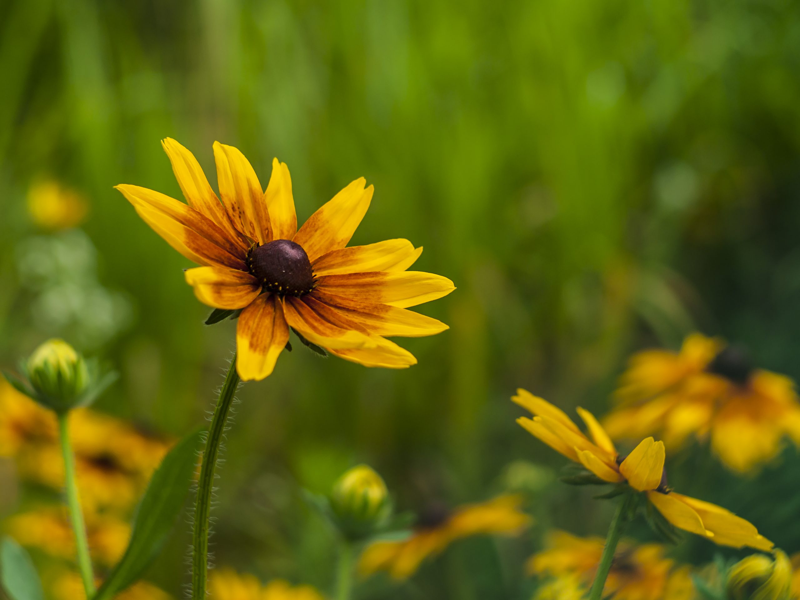 Rudbekia owłosiona na Reymonta w Rzeszowie