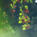 Jarzębina na naszym osiedlu w Rzeszowie