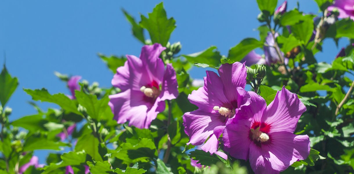 Kwiat hibiskusa. Słoneczny dzień