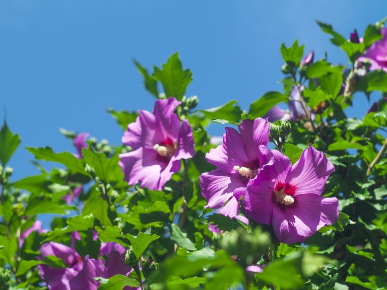 Kwiat hibiskusa. Słoneczny dzień