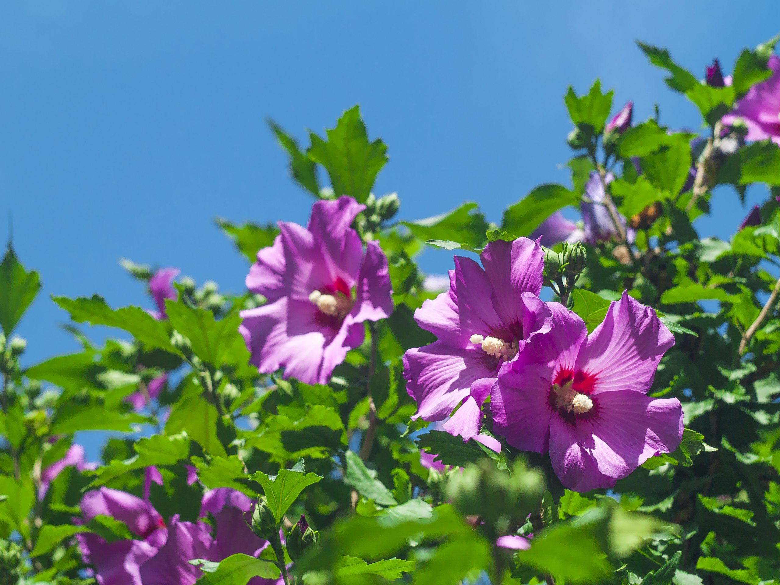 Kwiat hibiskusa. Słoneczny dzień
