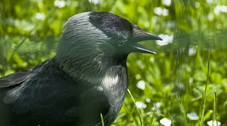 Kawka w słoneczny dzień. Rzeszów Podkarpackie