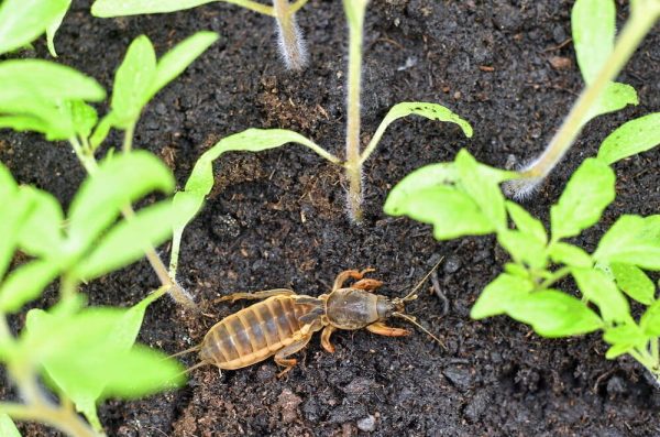 Turkuć Stoper – Na Turkucia I Inne Szkodniki – 25 mln Nicieni Vegano