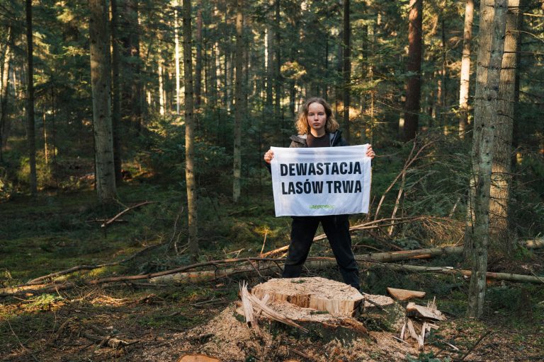 Skandaliczna wycinka w Puszczy, która miała być wolna od pił