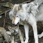 Bruksela robi kolejny krok ku osłabieniu ochrony wilków