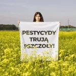 Pestycydy w polskich miodach