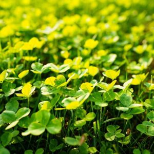 Mikrokoniczyna – 0,5 kg Vegano