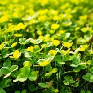 Mikrokoniczyna – 1 kg Vegano