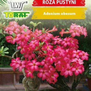 Adenium Ospałe Róża pustyni 5szt. - TORAF