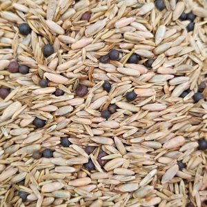Mieszanka Poplonowa Ozima Żyto Wyka Życica nasiona 1kg