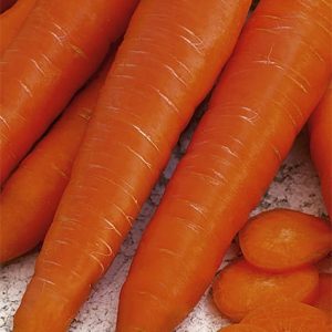 Marchew późna Francis 5g - WegAna