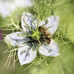 Czarnuszka siewna roślina miododajna ekoschematy nasiona 1kg