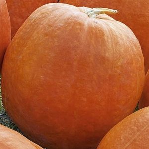 Dynia olbrzymia Golias 3g - WegAna