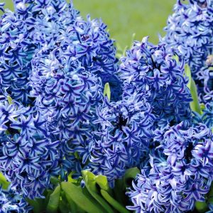 Hiacynt niebieski BLUE cebulki kwiatowe hiacynty 5szt.