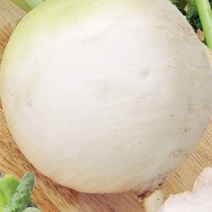 Rzodkiew Acord Biała Okrągła 5g - WegAna