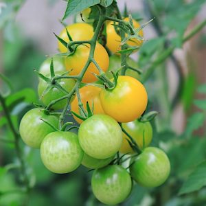Pomidor balkonowy Aztek nasiona 0,2g - VILMORIN