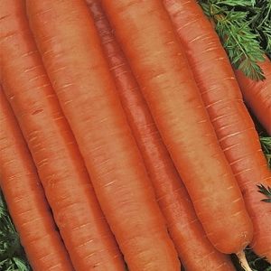 Marchew jadalna Favorit 5g - WegAna