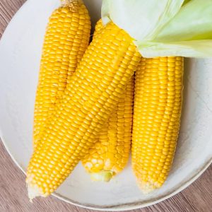 Kukurydza cukrowa Gucio F1 nasiona 10g - Spójnia