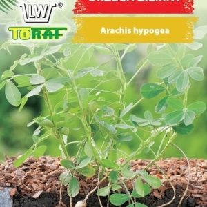 Orzech ziemny nasiona 5 szt. - TORAF