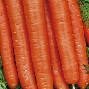 Marchew późna Cidera 5g - WegAna