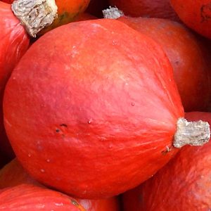 Dynia olbrzymia Uchiki Kuri nasiona 3g - PlantiCo