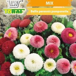 Stokrotka pomponowa mix nasiona 0,2g - TORAF