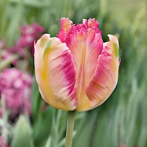 Tulipan Papuzi Apricot Parrot cebulki 5szt.