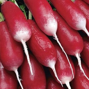 Rzodkiewka Slovana 10g - WegAna