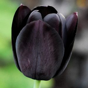 Tulipan Czarny cebulki 5szt.