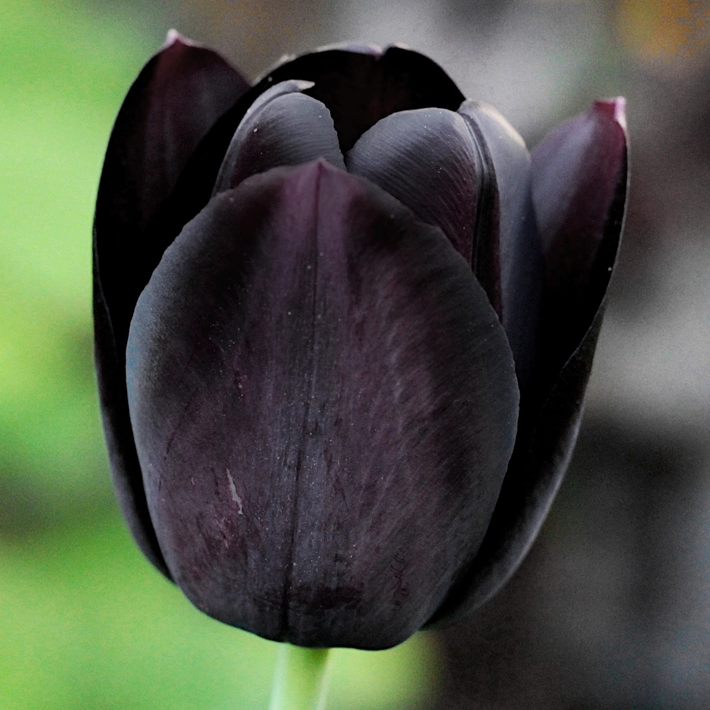 Tulipan Czarny cebulki 5szt.