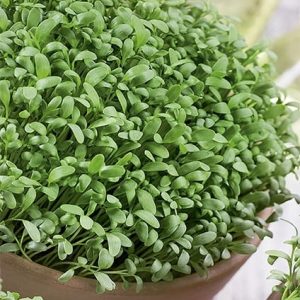 Rzeżucha ogrodowa 20g - WegAna