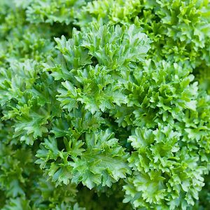 Pietruszka liściowa Moss Curled 2 nasiona 100g - PlantiCo