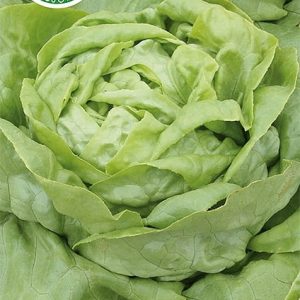 Salata Masłowa Adinal 1g - WegAna