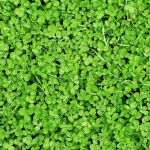 Koniczyna biała drobnolistna Abercrest nasiona mikrokoniczyna do trawy 100g