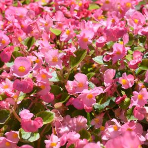 Begonia stale kwitnąca różowa nasiona 0,01g - TORSEED