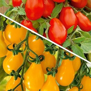 Pomidor wysoki do tunelu i gruntu mieszanka odmian typu cherry o owocach w kształcie gruszki 1g - WegAna