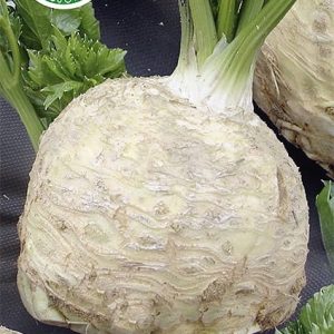Seler korzeniowy Albin 0,5g - WegAna