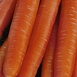 Marchew późna Darina 5g - WegAna