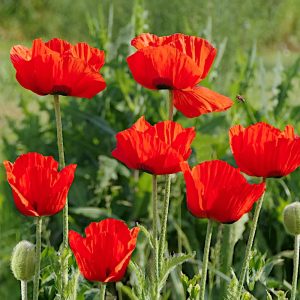 Wild flower Mak polny czerwony nasiona 1g - TORAF