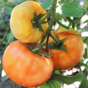 Pomidor wysoki Pineapple F1 nasiona 0,1g - VILMORIN