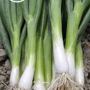 Cebula siedmiolatka Entita 2g - WegAna