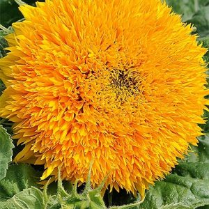 Słonecznik ozdobny średniowysoki pomarańczowy Orange Sun 1 g - WegAna