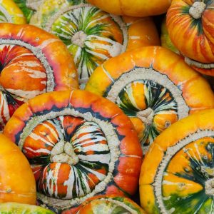 Dynia ozdobna Turkish Turban nasiona 2g - VILMORIN