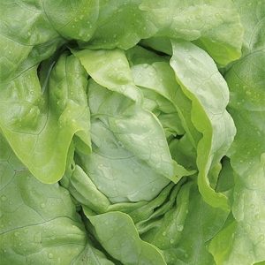 Salata Lento 1g - WegAna