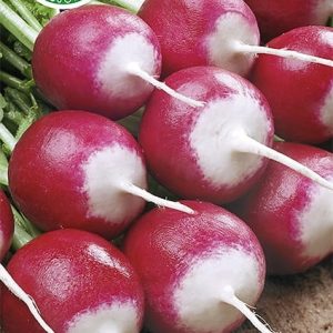 Rzodkiewka bardzo wczesna Poloneza 10g - WegAna